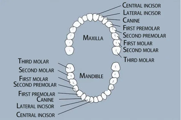 basic knowledge and common sense of the oral industry(图1)