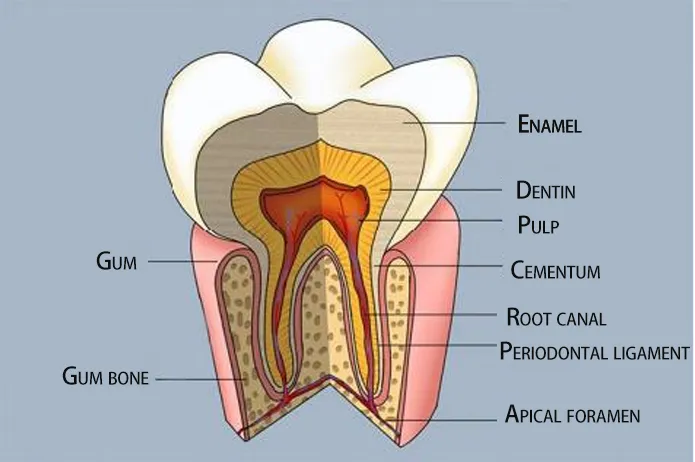 basic knowledge and common sense of the oral industry(图2)