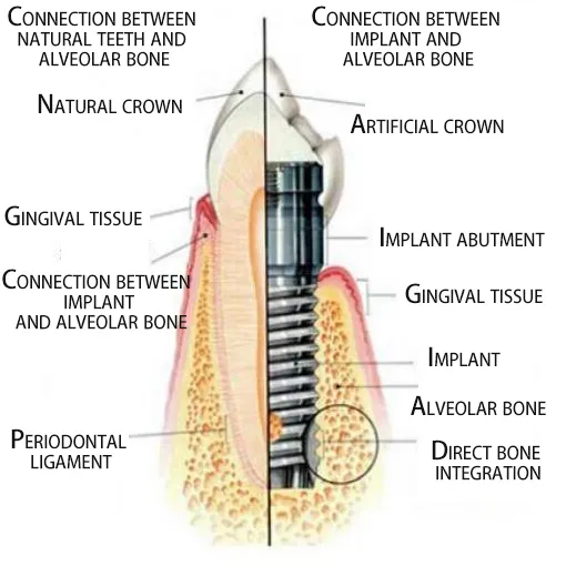 basic knowledge and common sense of the oral industry(图11)